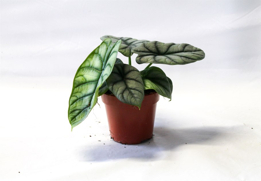 Алоказия дракон Скэйл