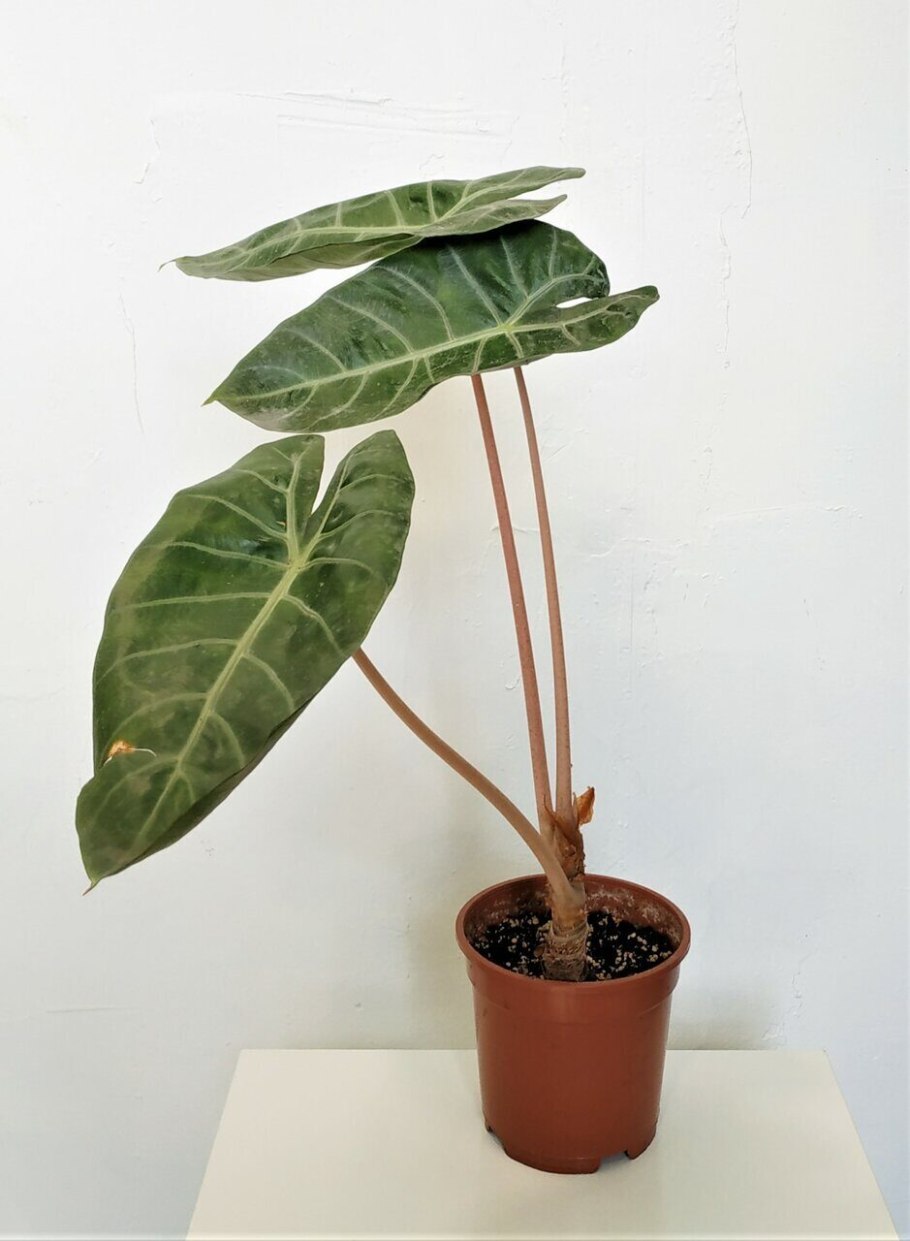 Алоказия Pink Dragon