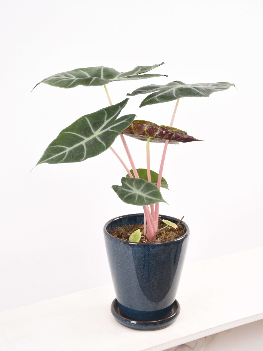 Алоказия Багинда Пинк драгон