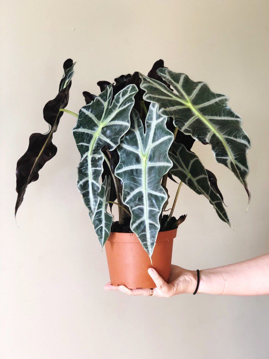Alocasia amazonica