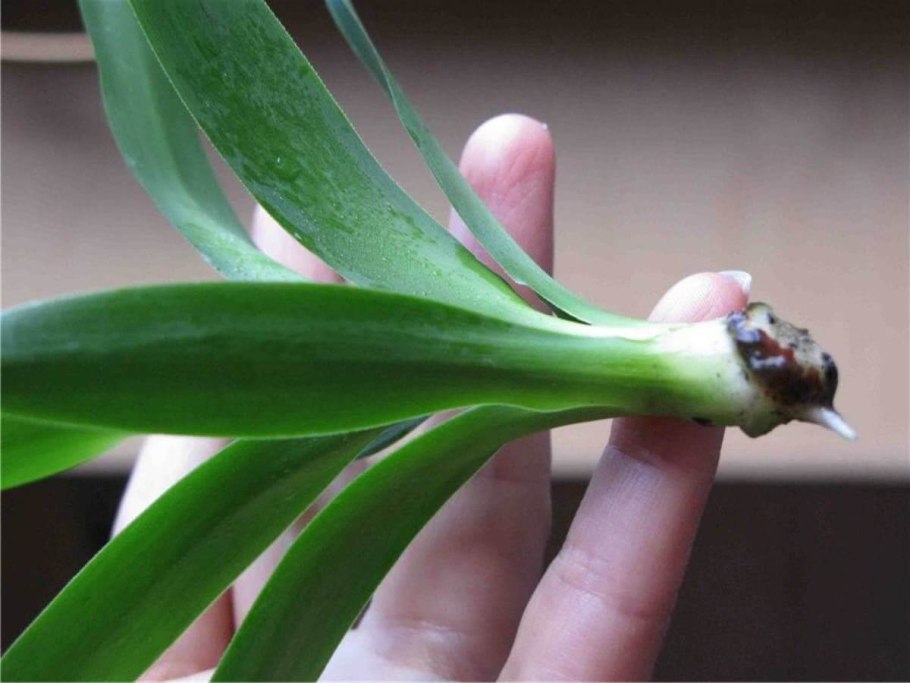 Как укоренить юкку из верхушки в воде