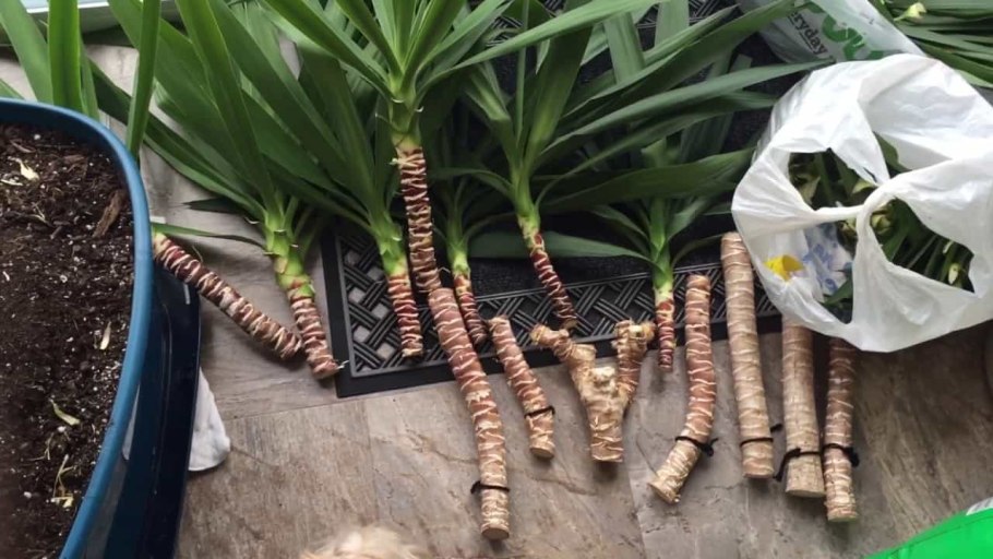 Драцена Юкка размножение