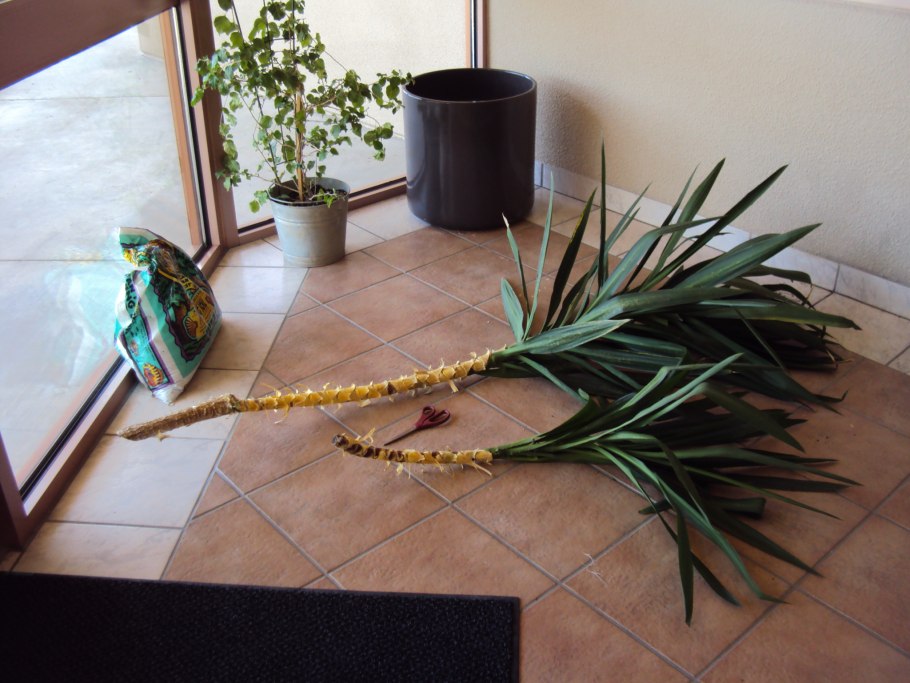 Юкка пересадка в домашних условиях