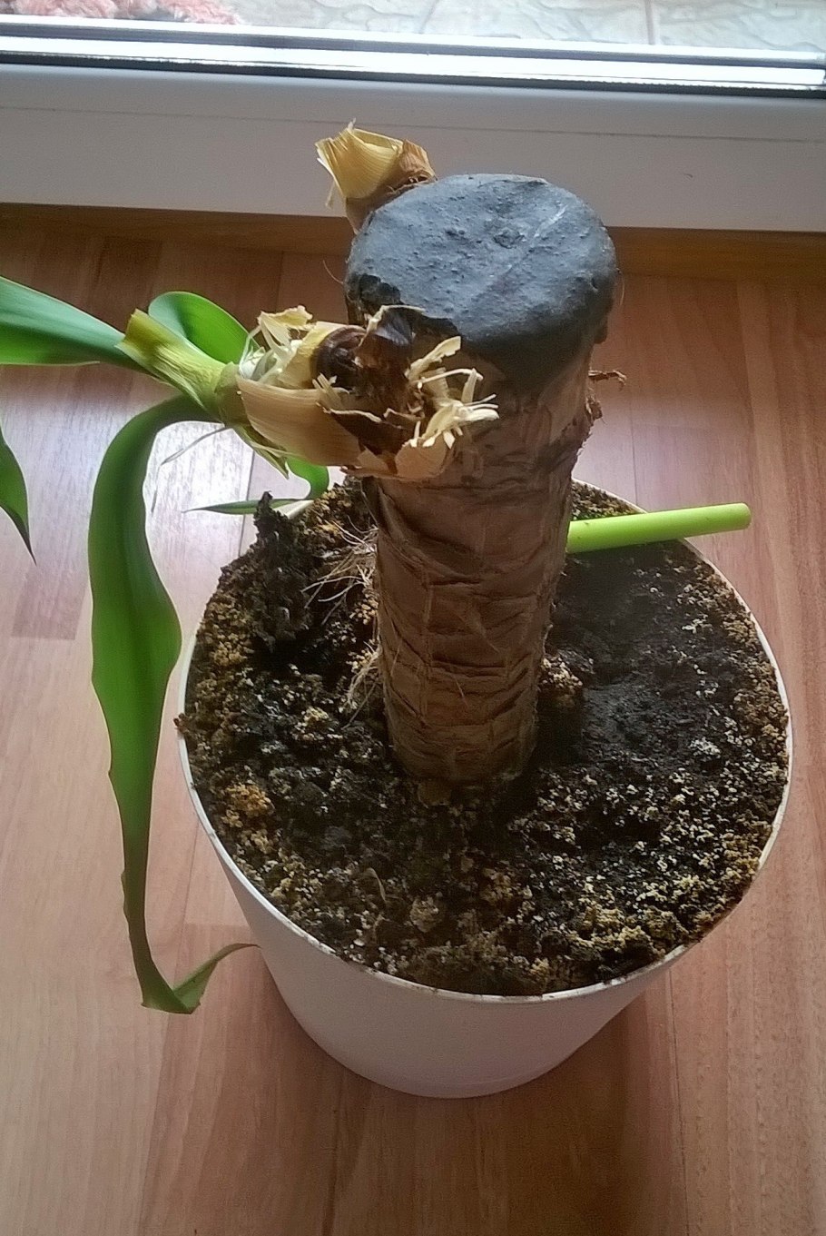 Юкка черенкование