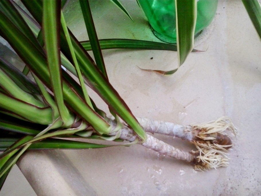 Пальма Драцена размножение