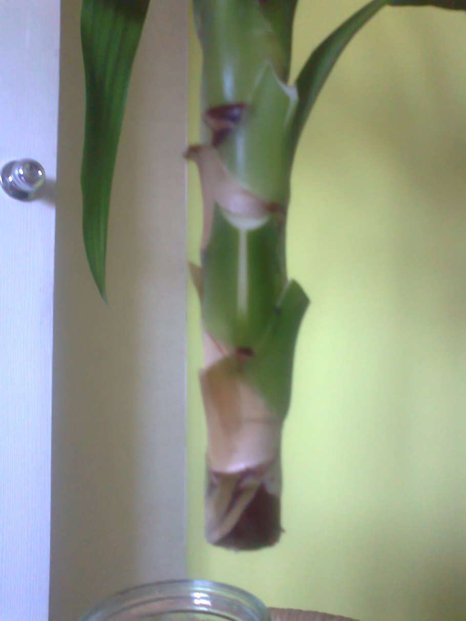 Черенки в воде