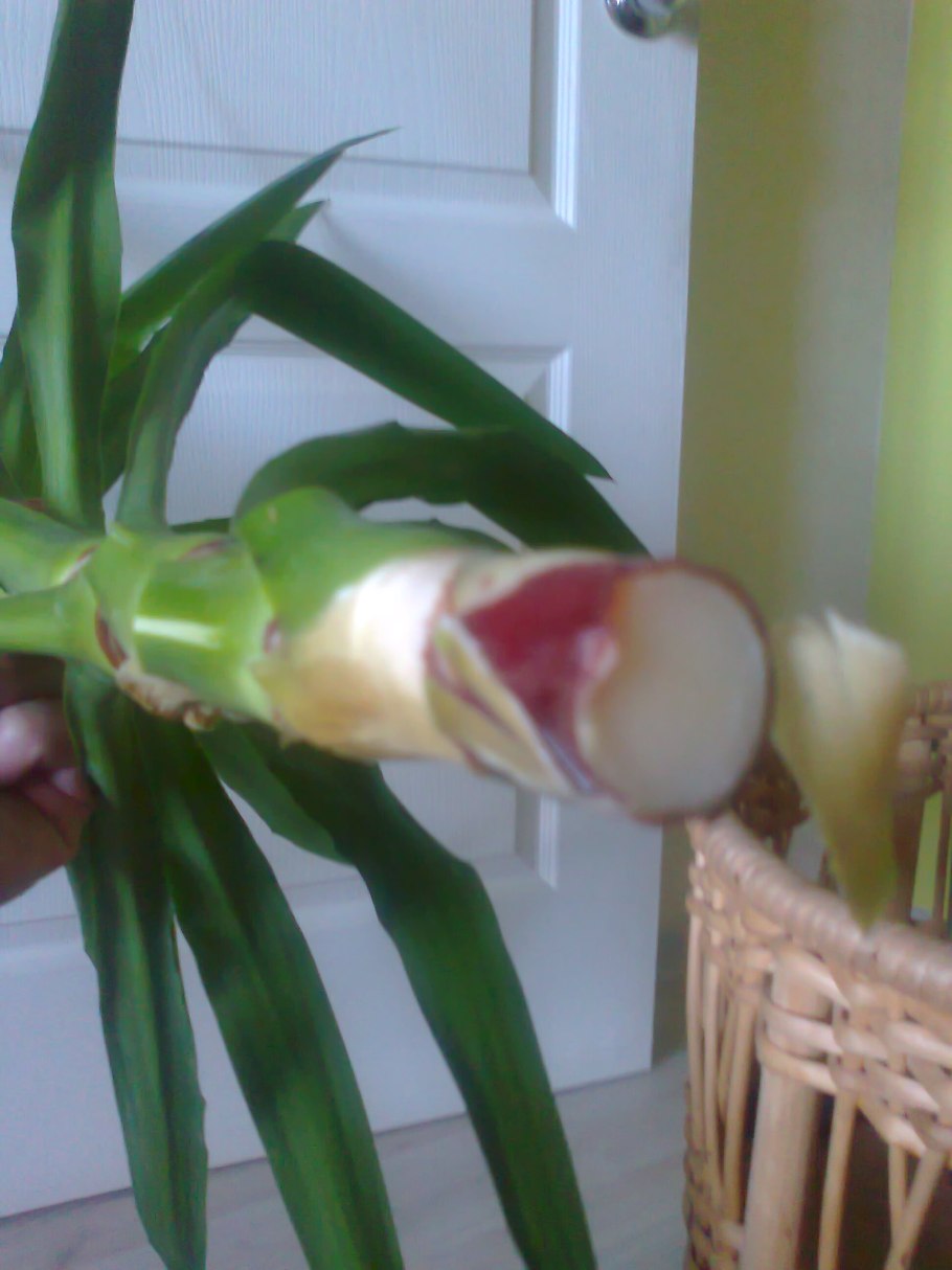 Юкка Драцена Пальма Юкка