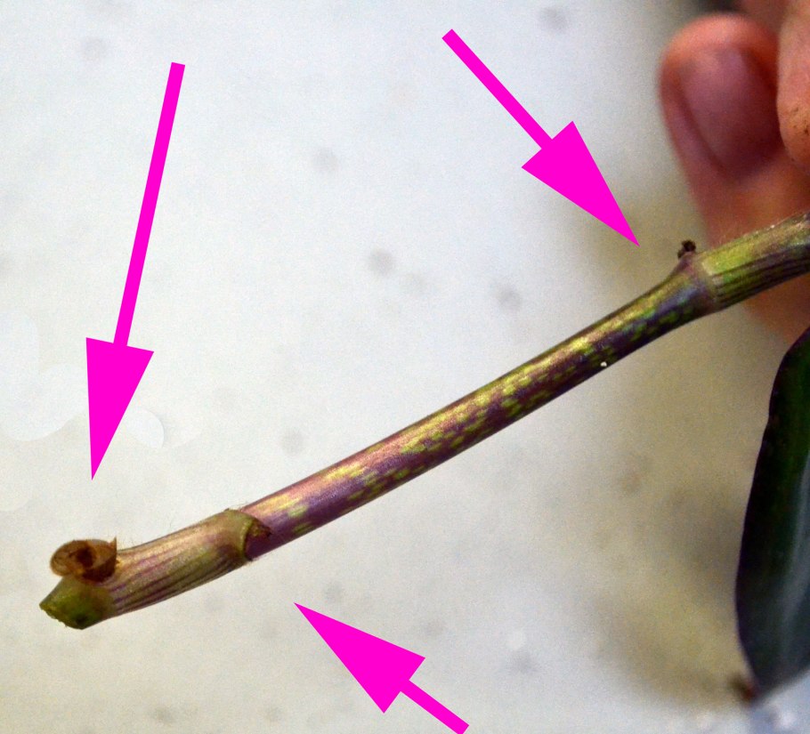 Черенки плетистых роз