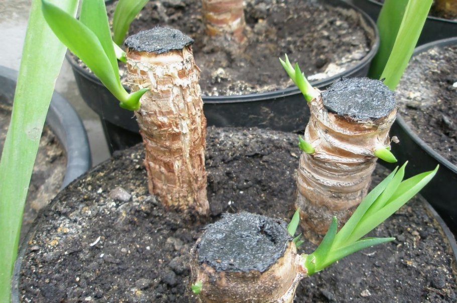 Как укоренить розу в вермикулите из букета в домашних