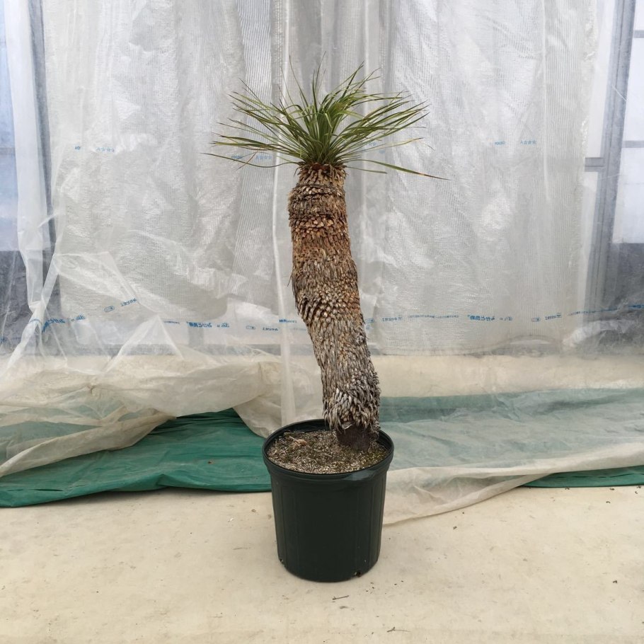 Юкка нитчатая размножение