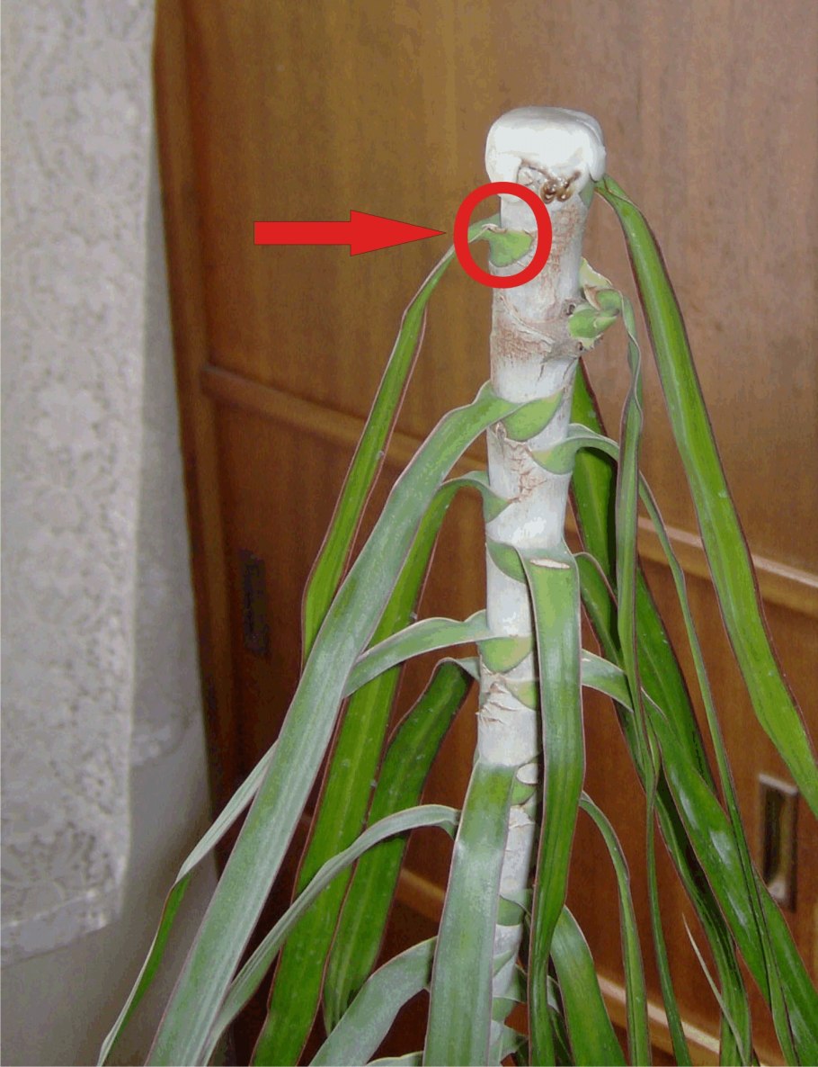 Косой срез на черенке винограда