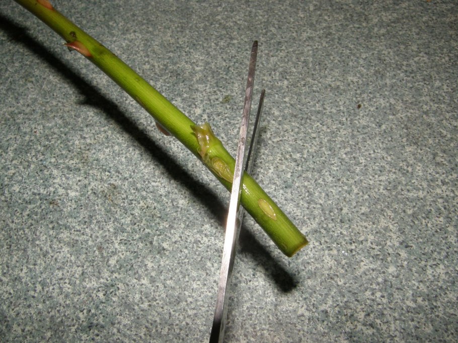 Стебель фикуса завял и потемнел