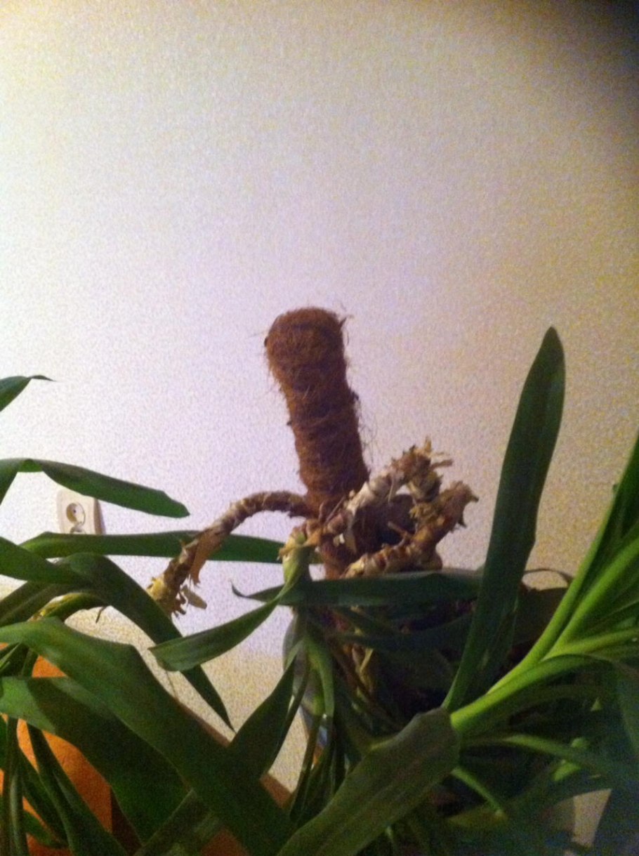 Цитокининовая паста для драцены