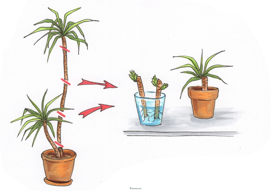 Пальма Драцена размножение