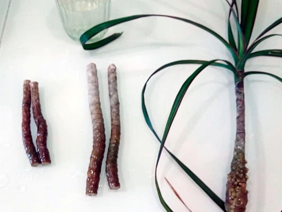 Adventitious Bud of the Plant