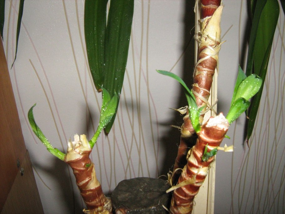 Черенки винограда купить в Краснодарском крае