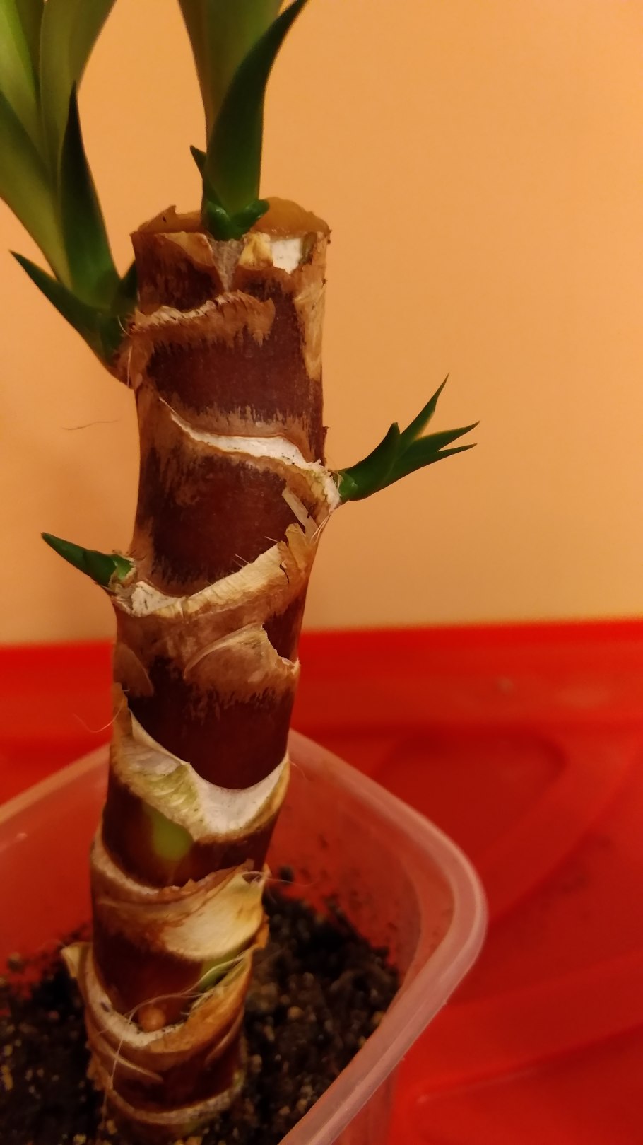 Драцена Маргината побеги