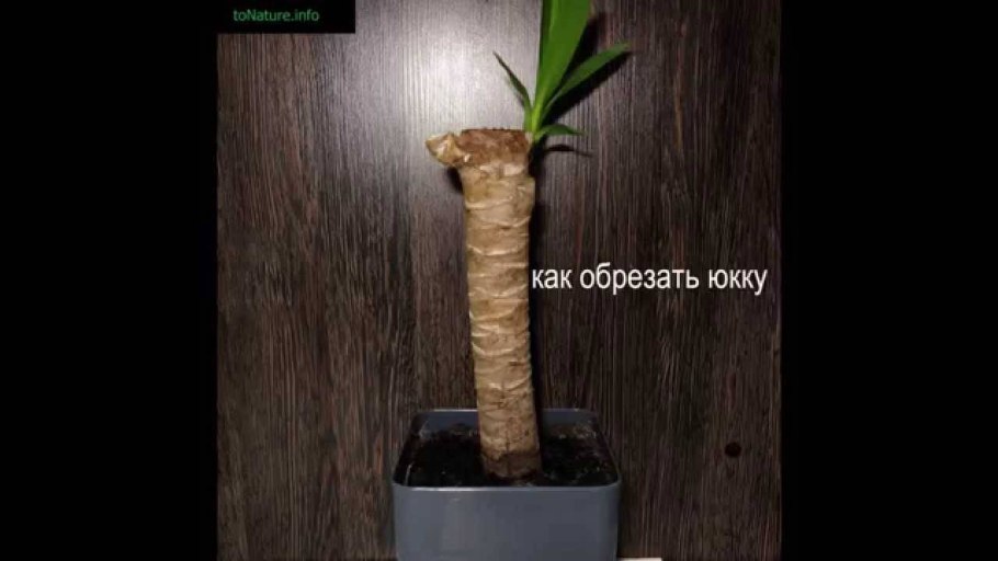 Черенок с пяточкой