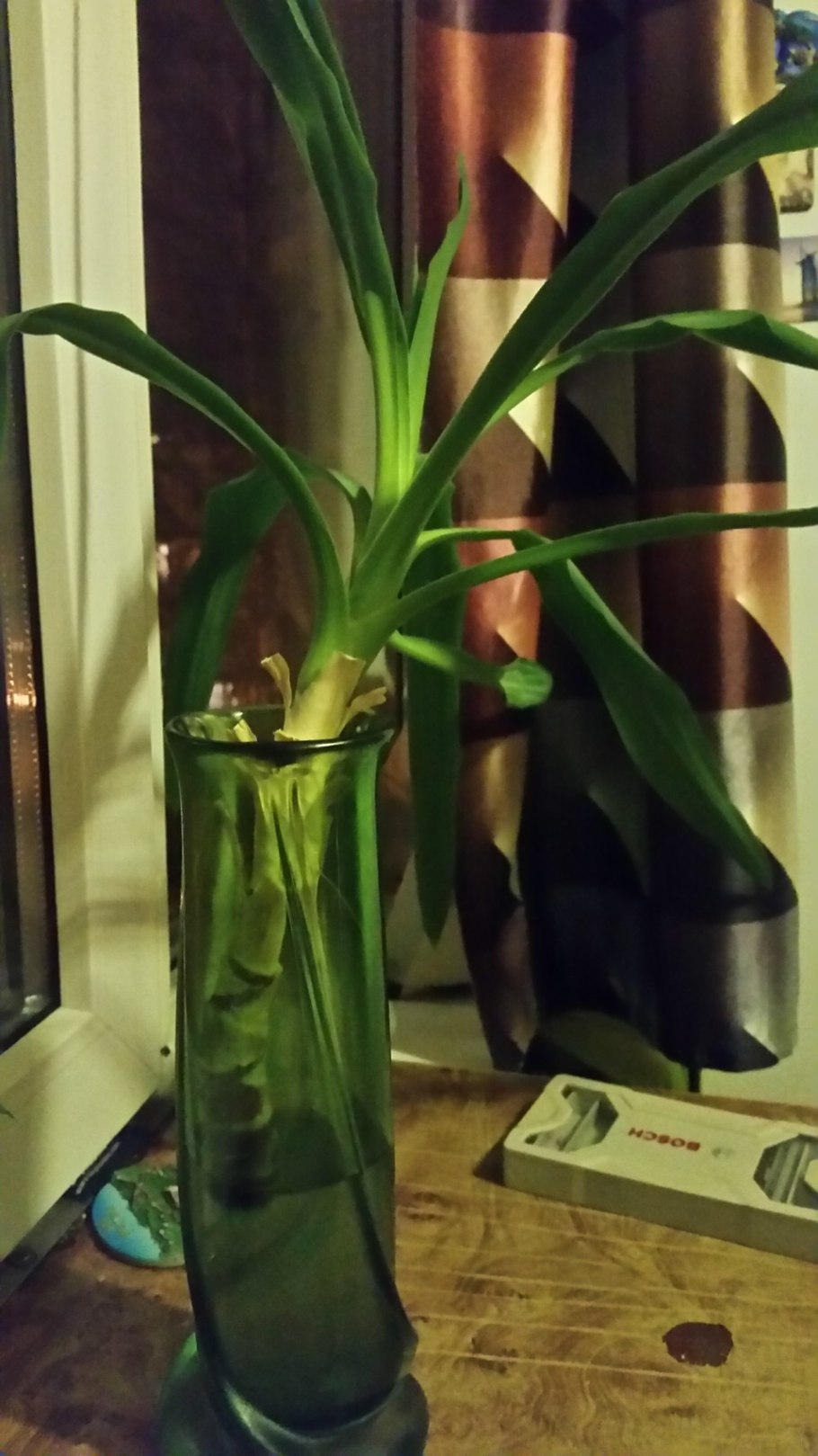 Юкка омоложение