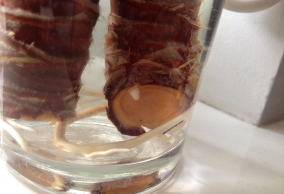 Драцена Юкка размножение