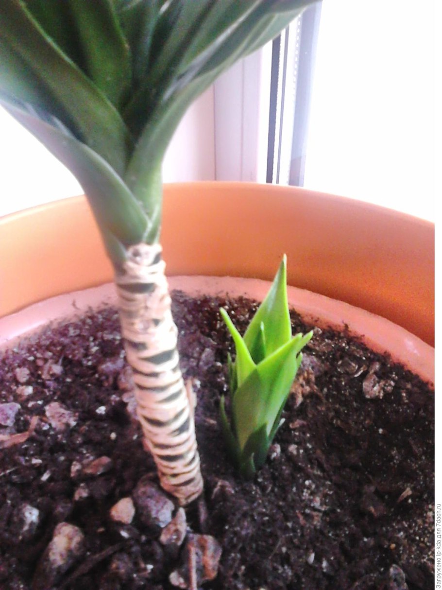 Юкка черенкование