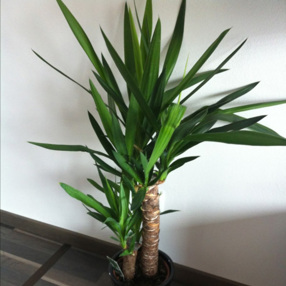 Вредители пандануса