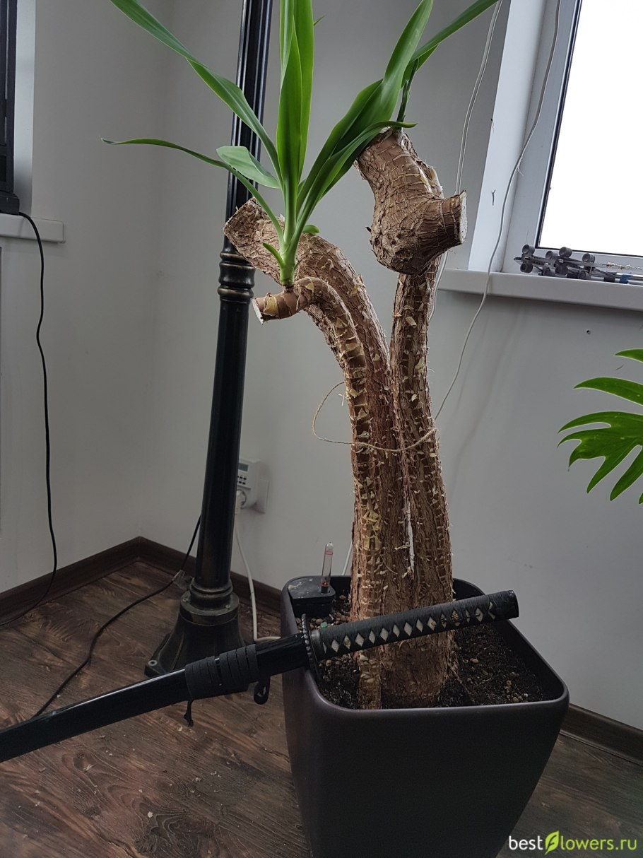 Почки на драцене душистой