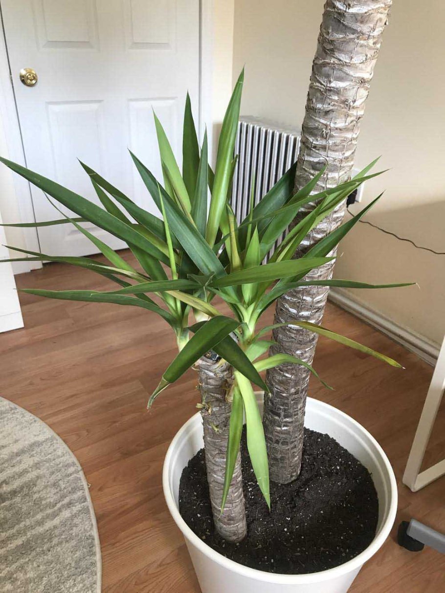 Драцена Маргината ветвление