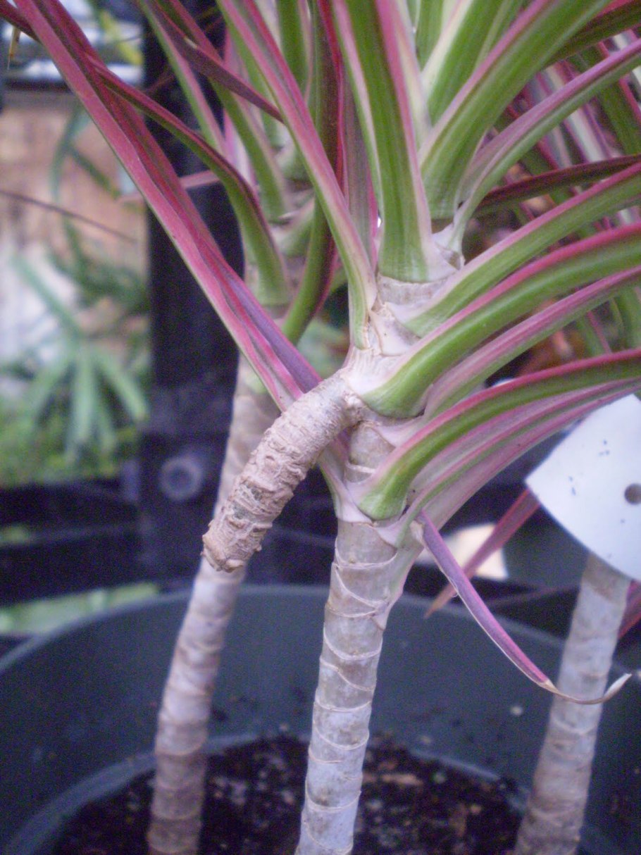 Срез черенка розы