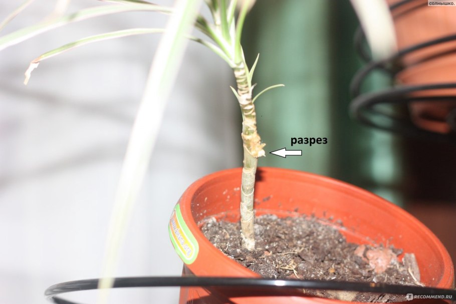 Укоренение ствола Юкки