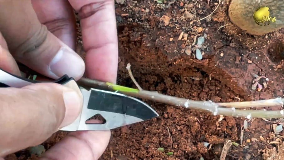 Драцена Юкка размножение