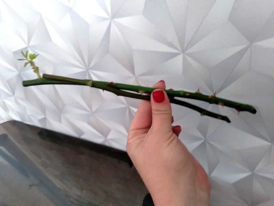 Георгины подращивание