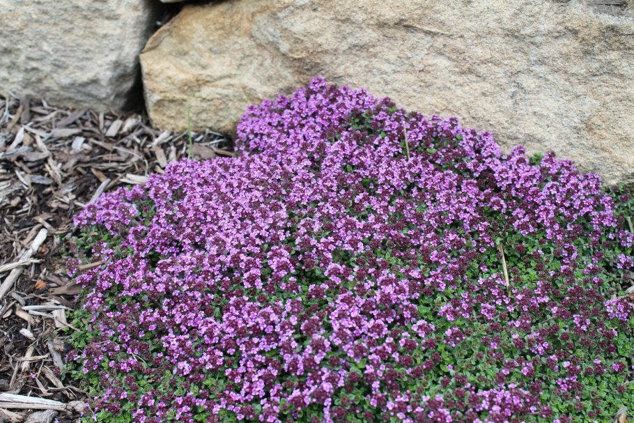 Тимьян Медок Гавриш