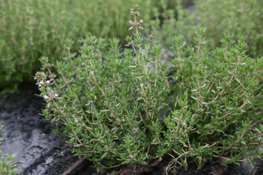 Семена тимьян лимонный