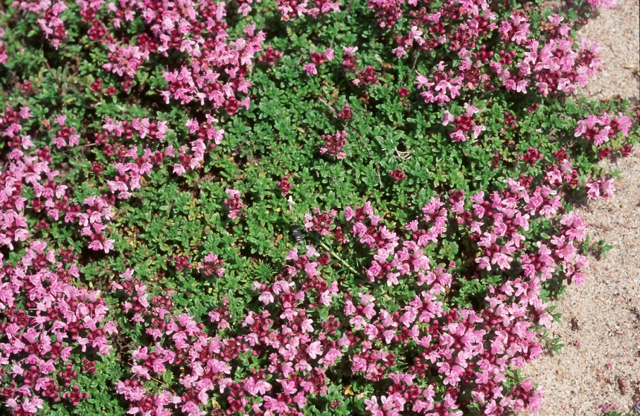 Семена тимьян, ~250 шт.