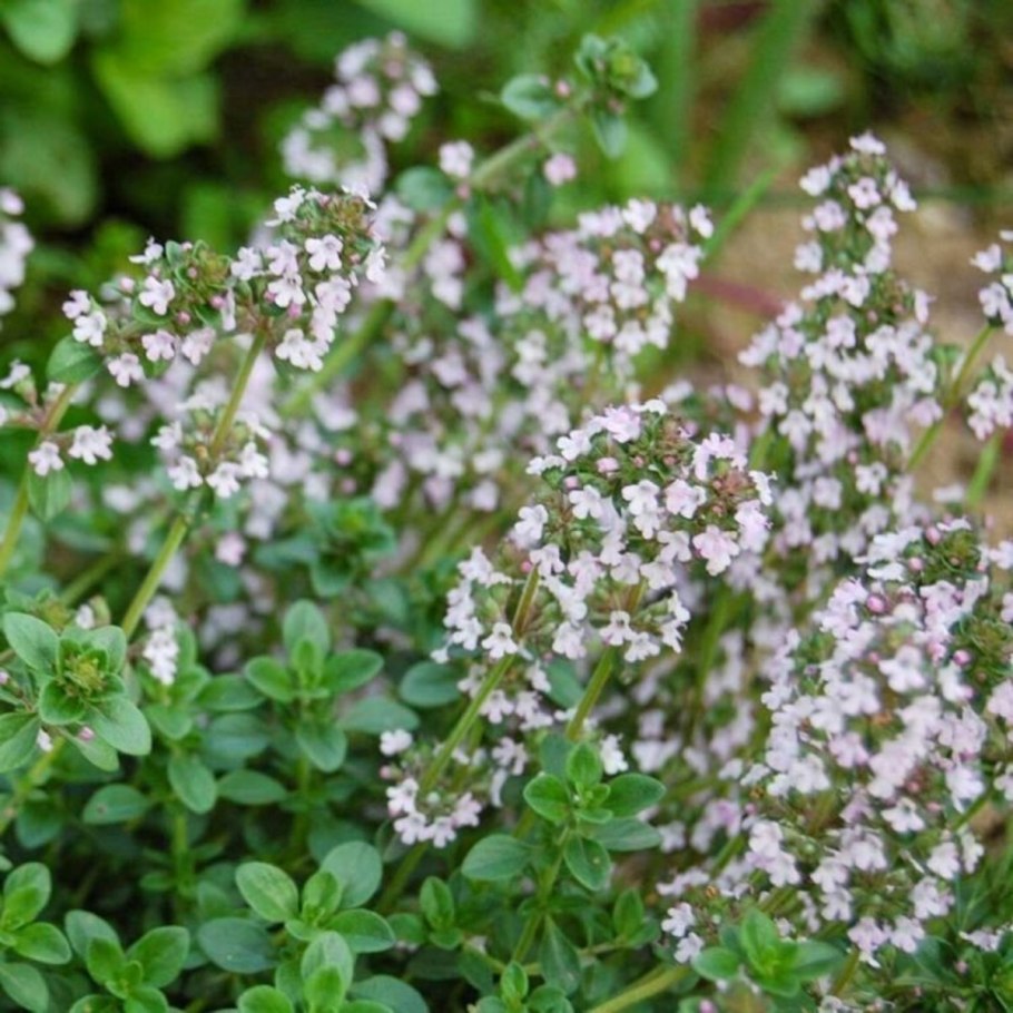 Тимьян ползучий Престиж