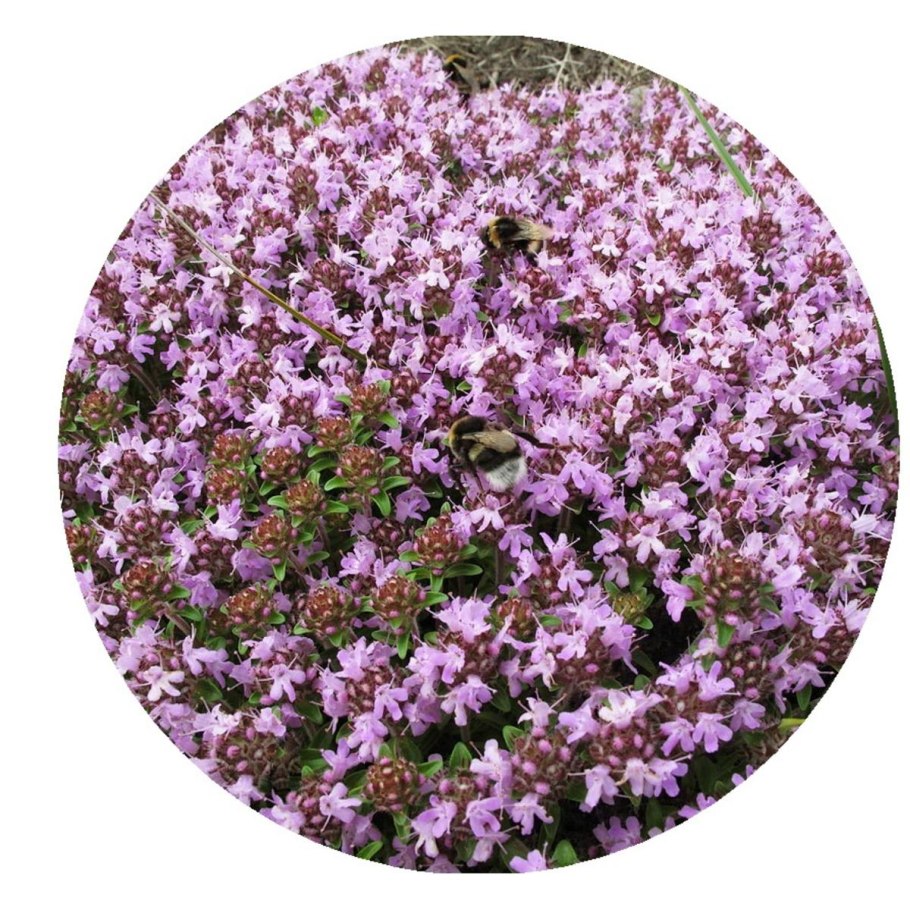 Тимьян ползучий семена