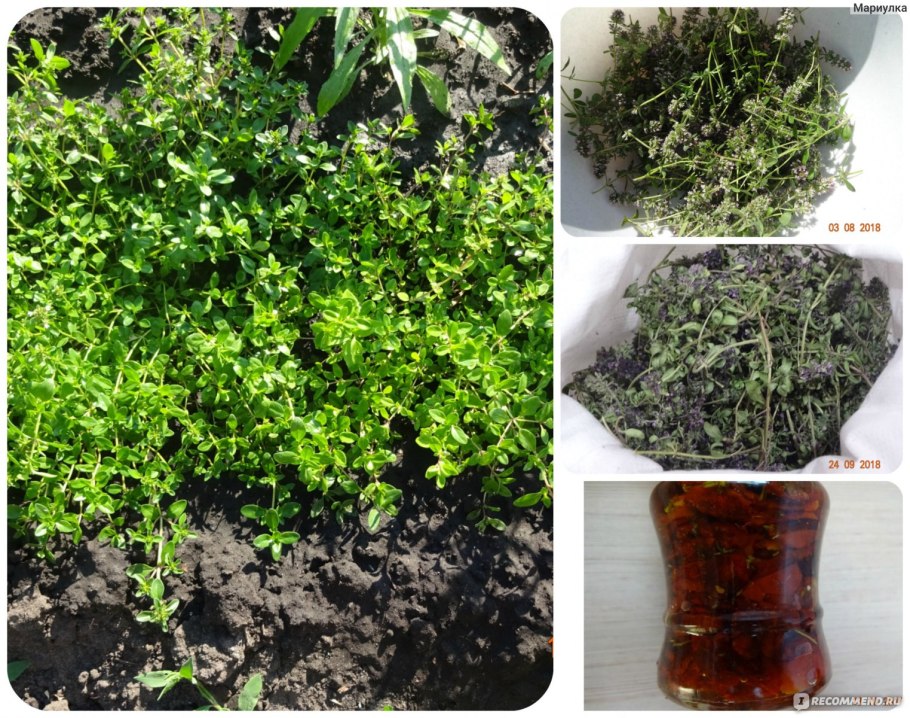 Тимьян ползучий сорта семена