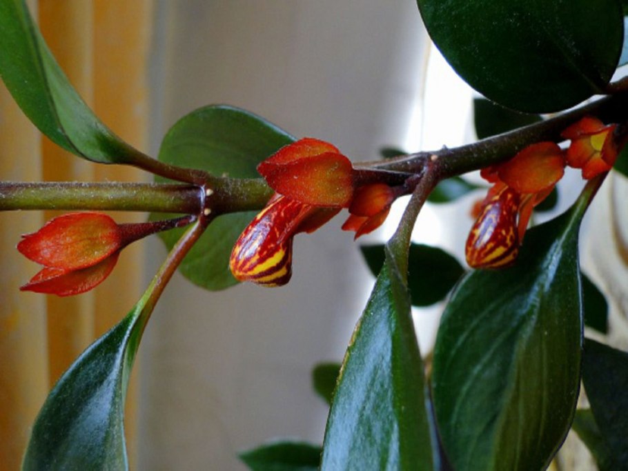 Nematanthus цветок