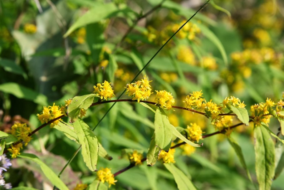 Золотарник Жозефина