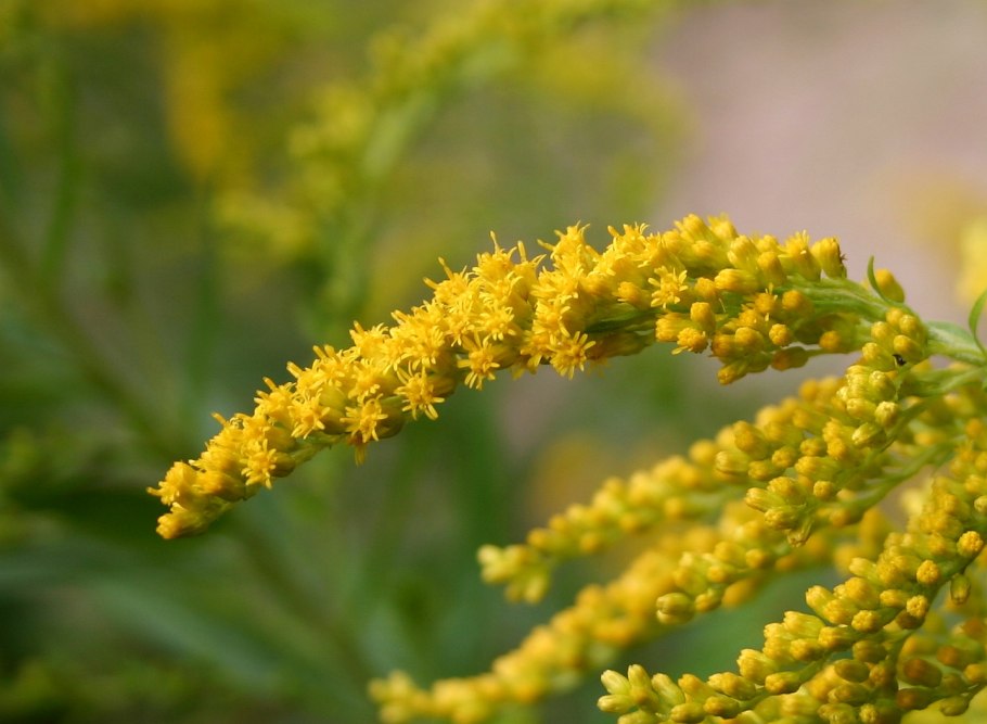 Ластовень Сибирский