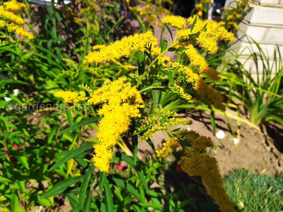 Solidago velutina