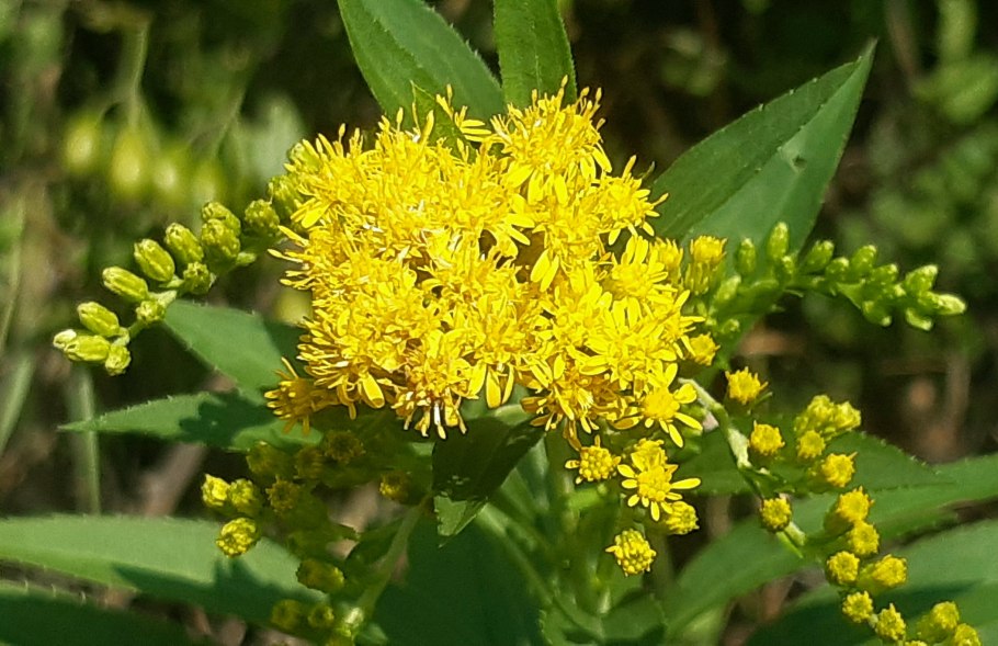 Солидаго 'Citronella'