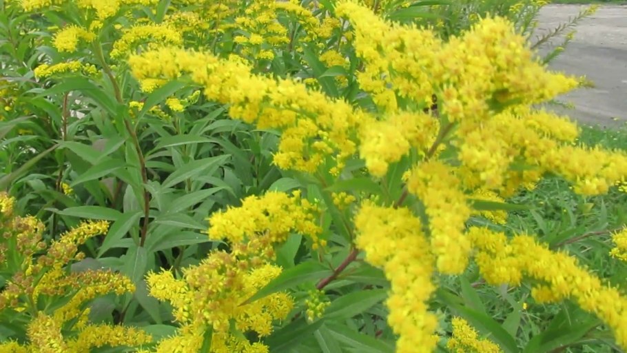 Solidago 'Goldzwerg'