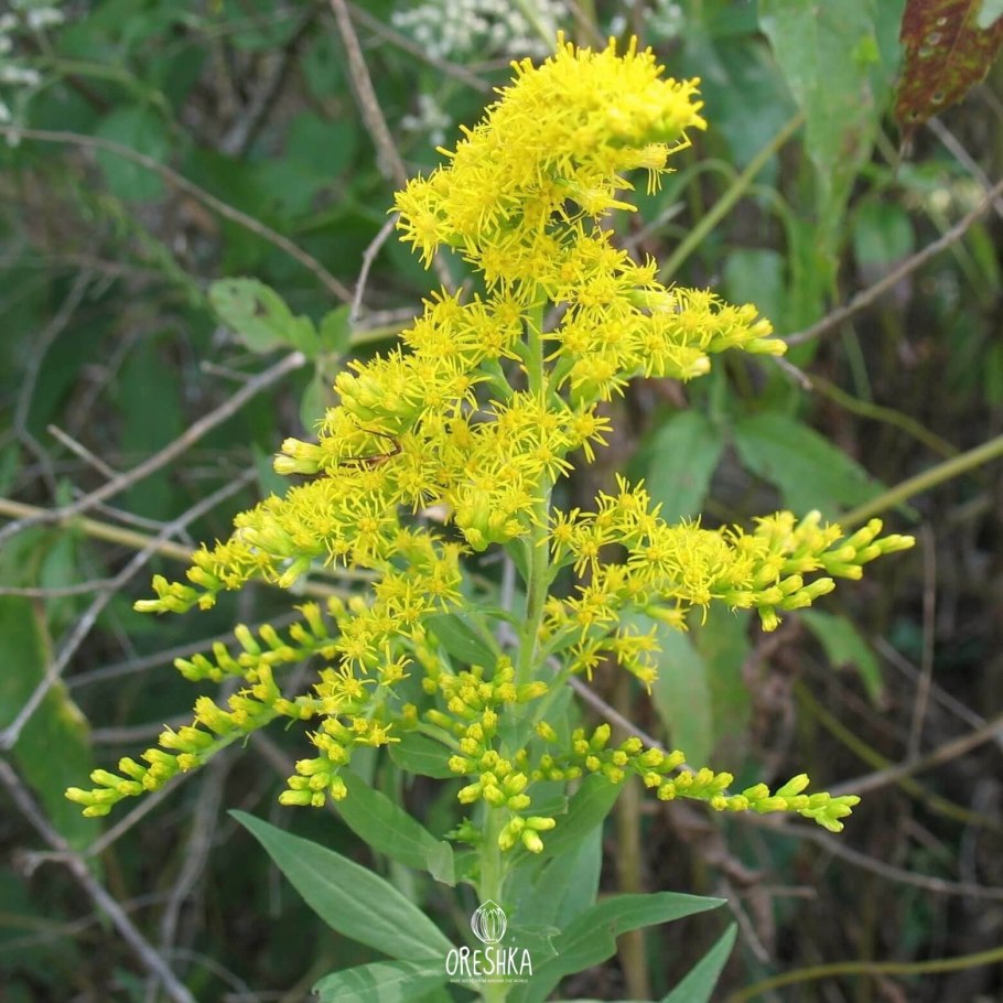 Золотарник Жук