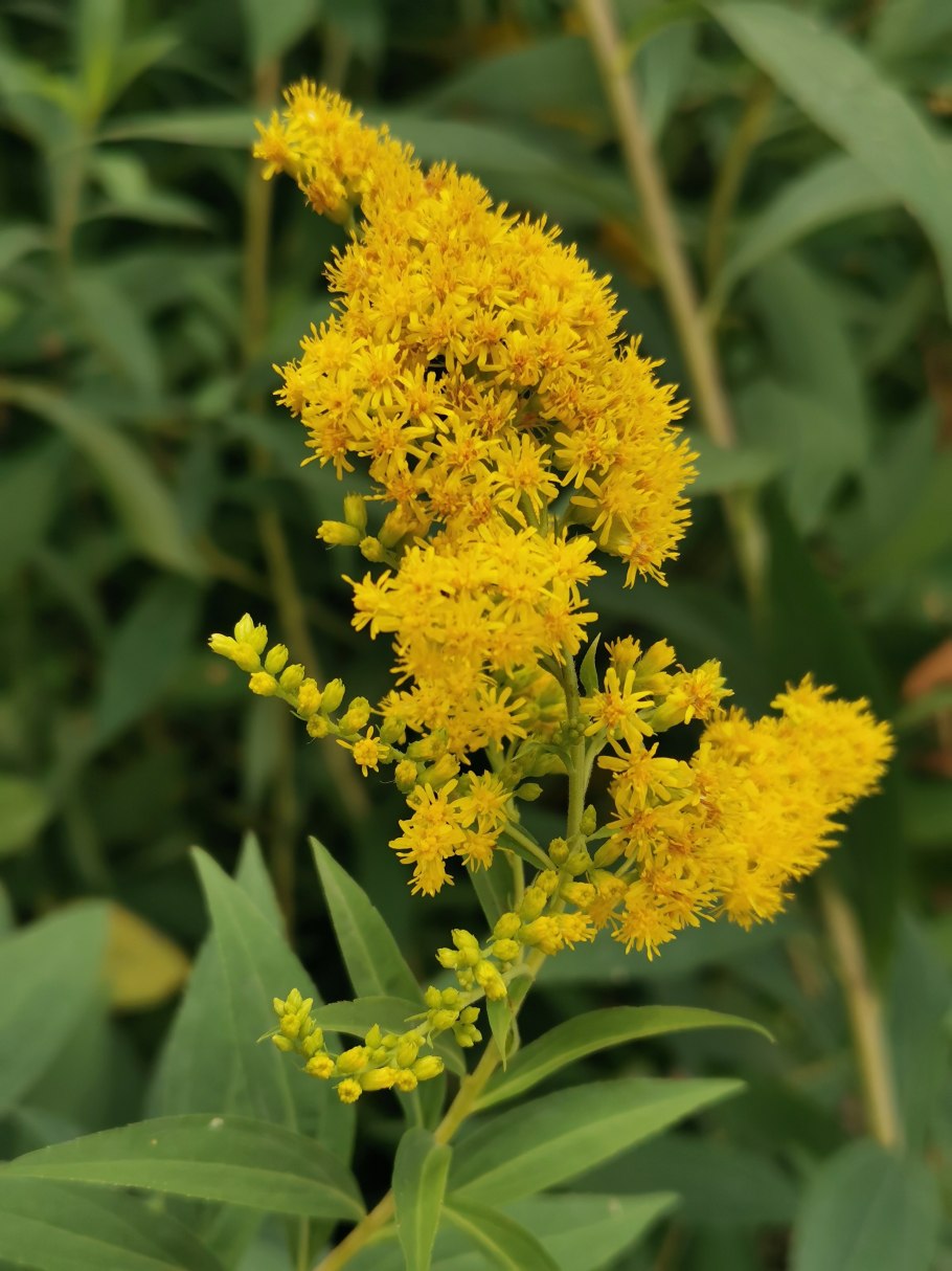 Золотарник канадский ботаника