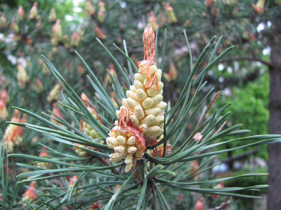 Сосна Приморская шишка