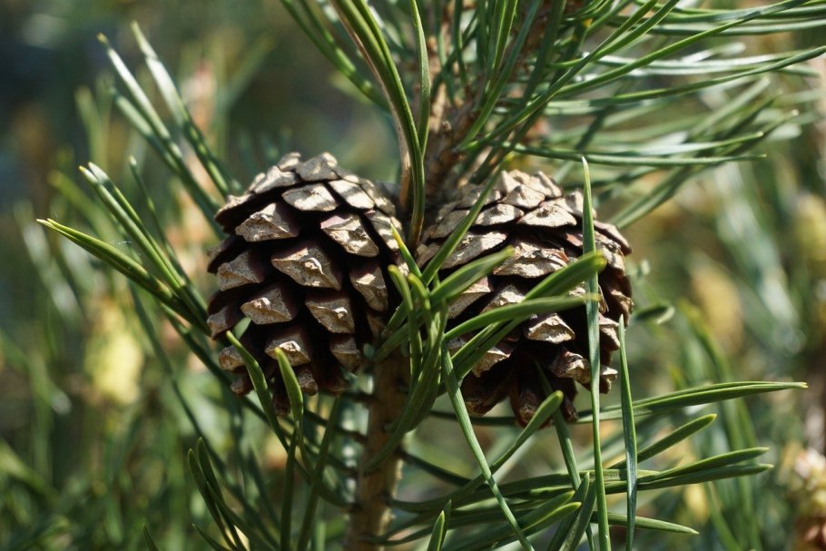 Ель финская Picea Fennica