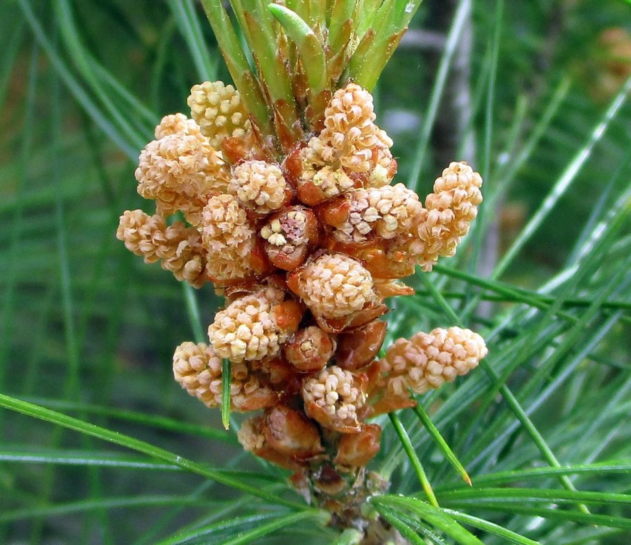 Пыльца сосны обыкновенной
