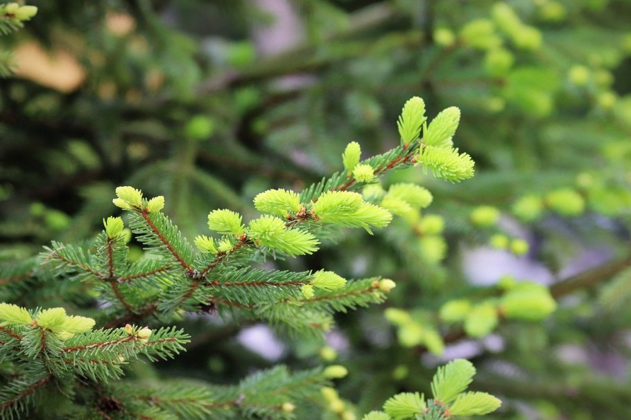 Макростробилы кедра